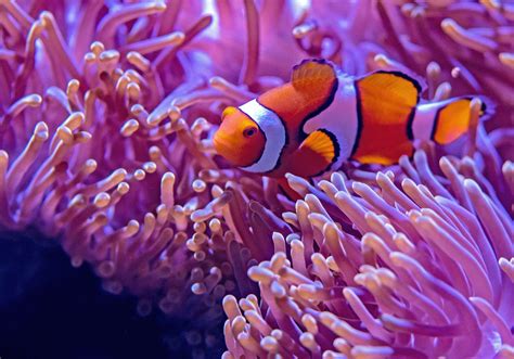 怎麼養魚|第一次養魚入門 新手飼養教學 – 寵物百科